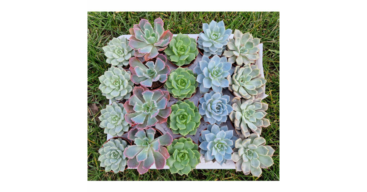 Mini plantes grasses succulentes pour ceremonie mariage bapteme — free download